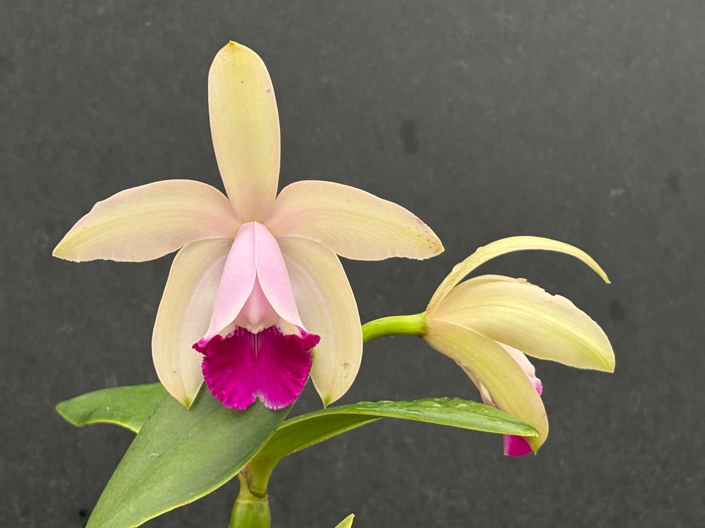 Cattleya intermedia orlata ‘Pé de Ipê’ - blooming size division