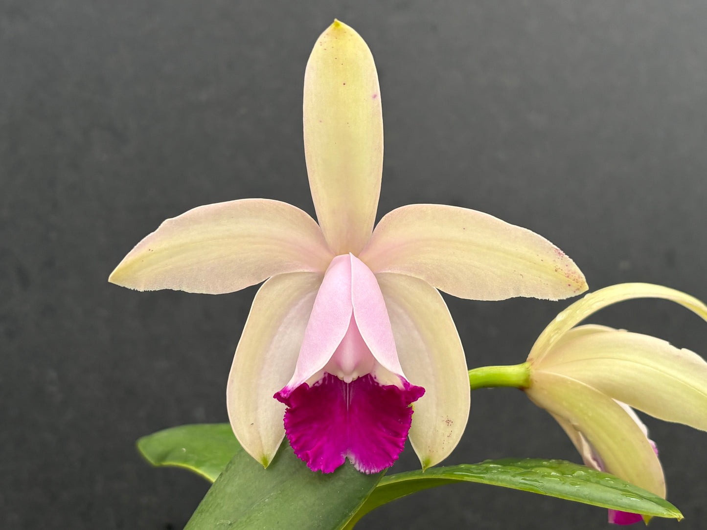Cattleya intermedia orlata ‘Pé de Ipê’ - blooming size division