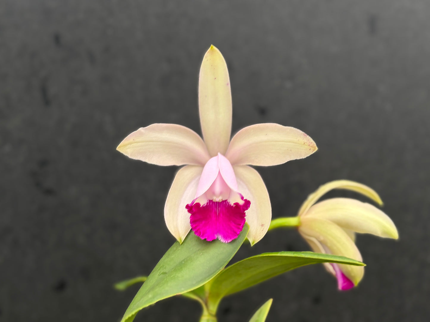 Cattleya intermedia orlata ‘Pé de Ipê’ - blooming size division