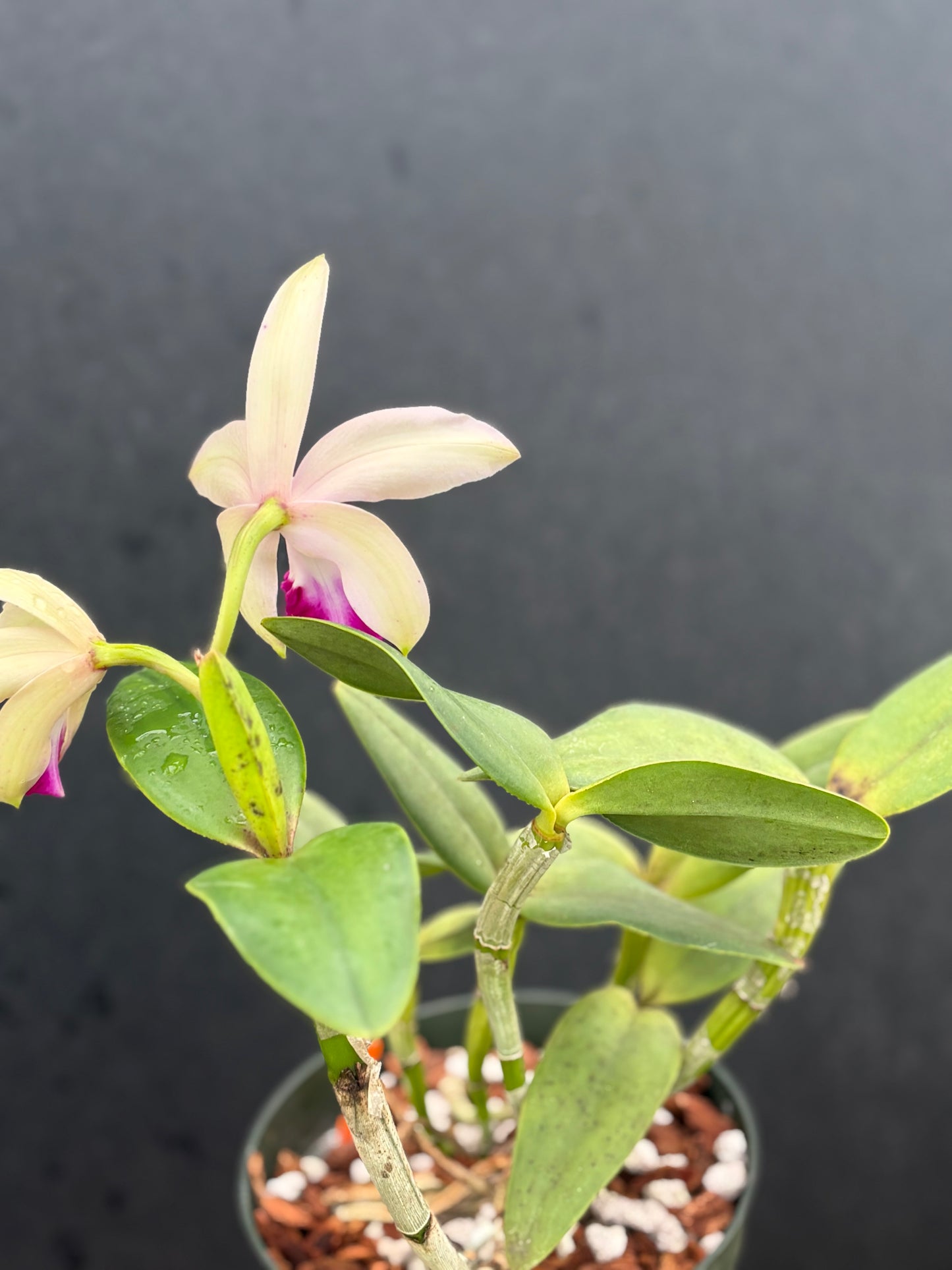 Cattleya intermedia orlata ‘Pé de Ipê’ - blooming size division