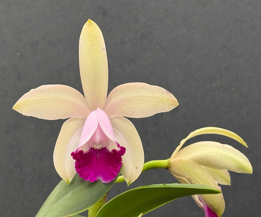 Cattleya intermedia orlata ‘Pé de Ipê’ - blooming size division