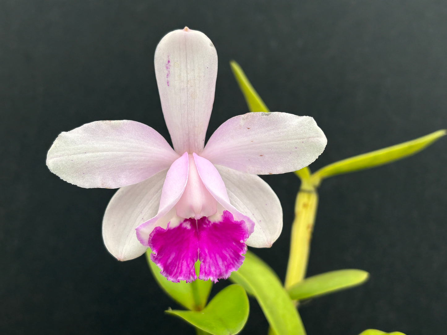Cattleya intermedia’Olompali’s Nanica - blooming size division