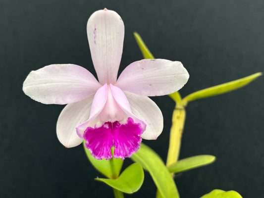 Cattleya intermedia’Olompali’s Nanica - blooming size division