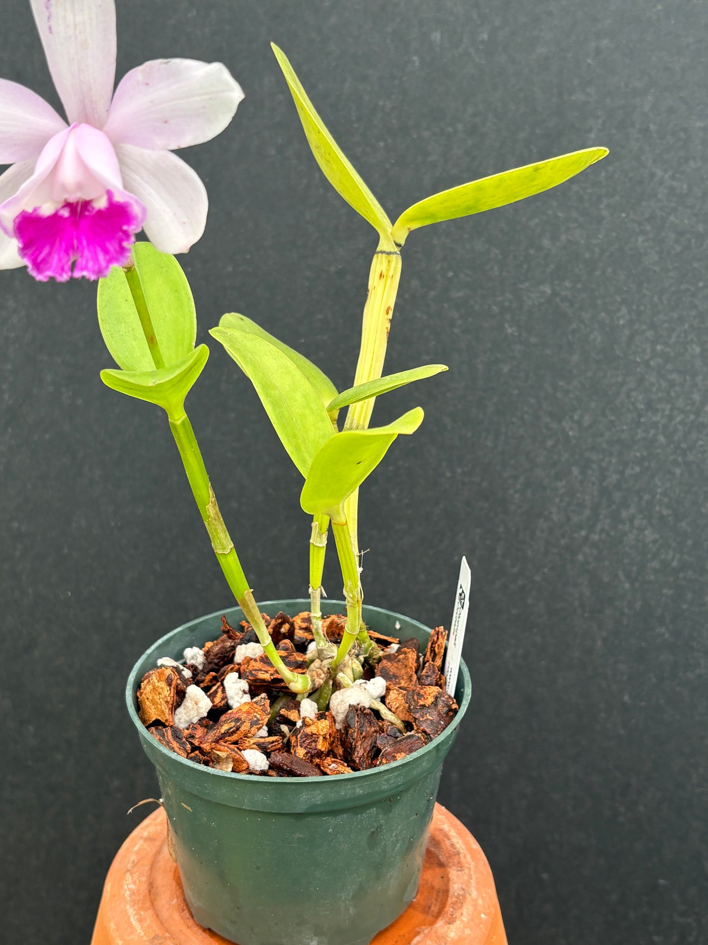 Cattleya intermedia’Olompali’s Nanica - blooming size division