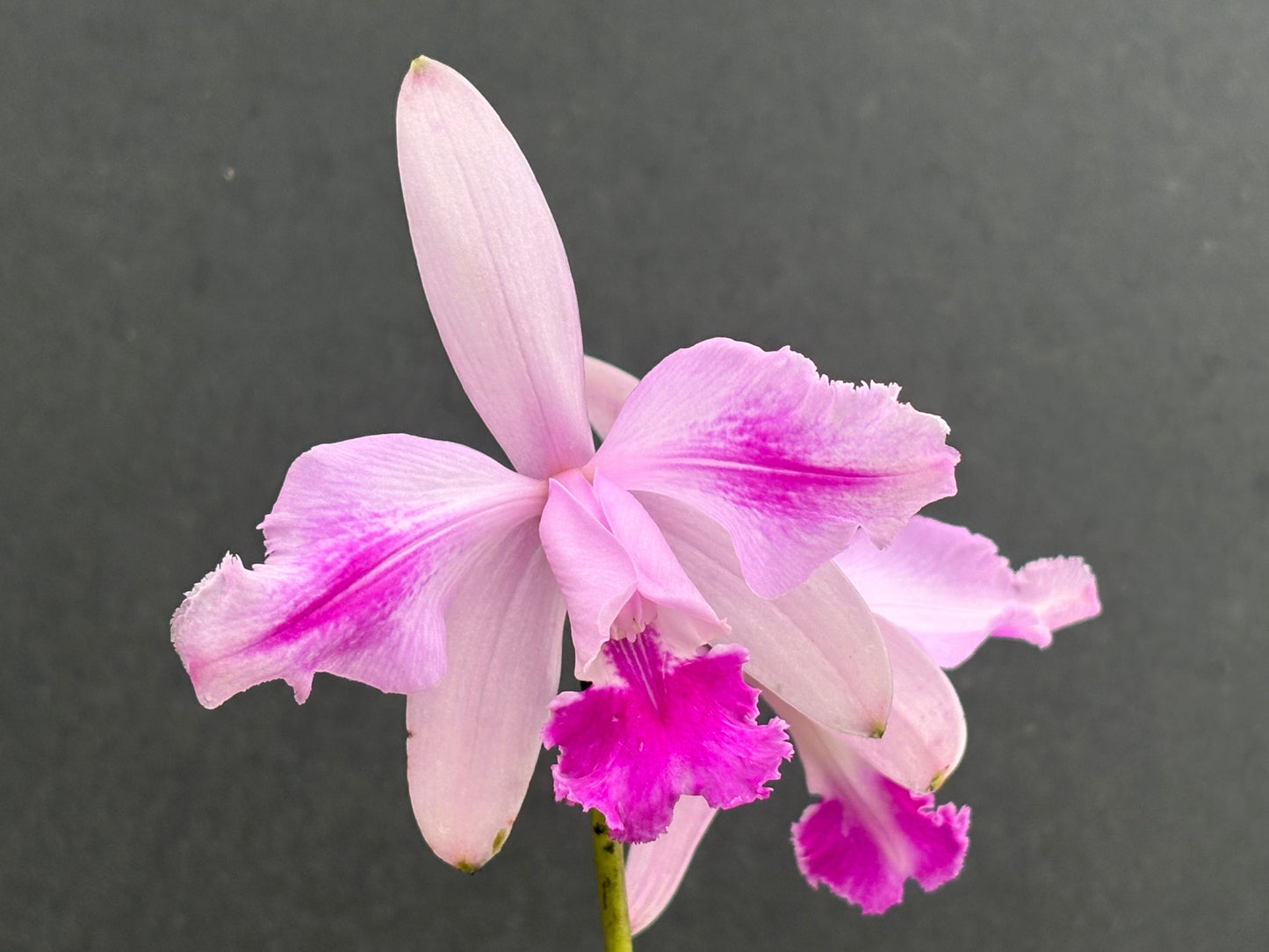 Cattleya intermedia flamea ‘Dicá’ - Blooming size division