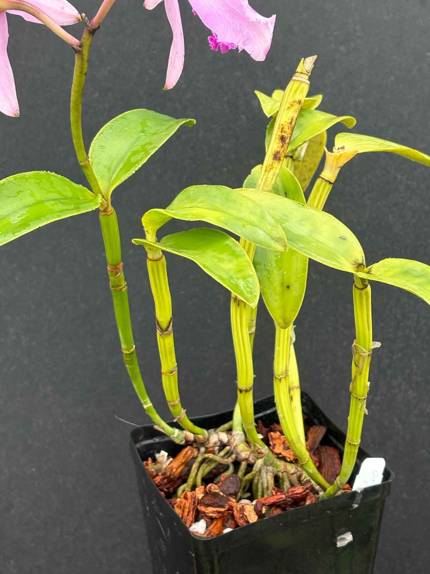 Cattleya intermedia flamea ‘Dicá’ - Blooming size division