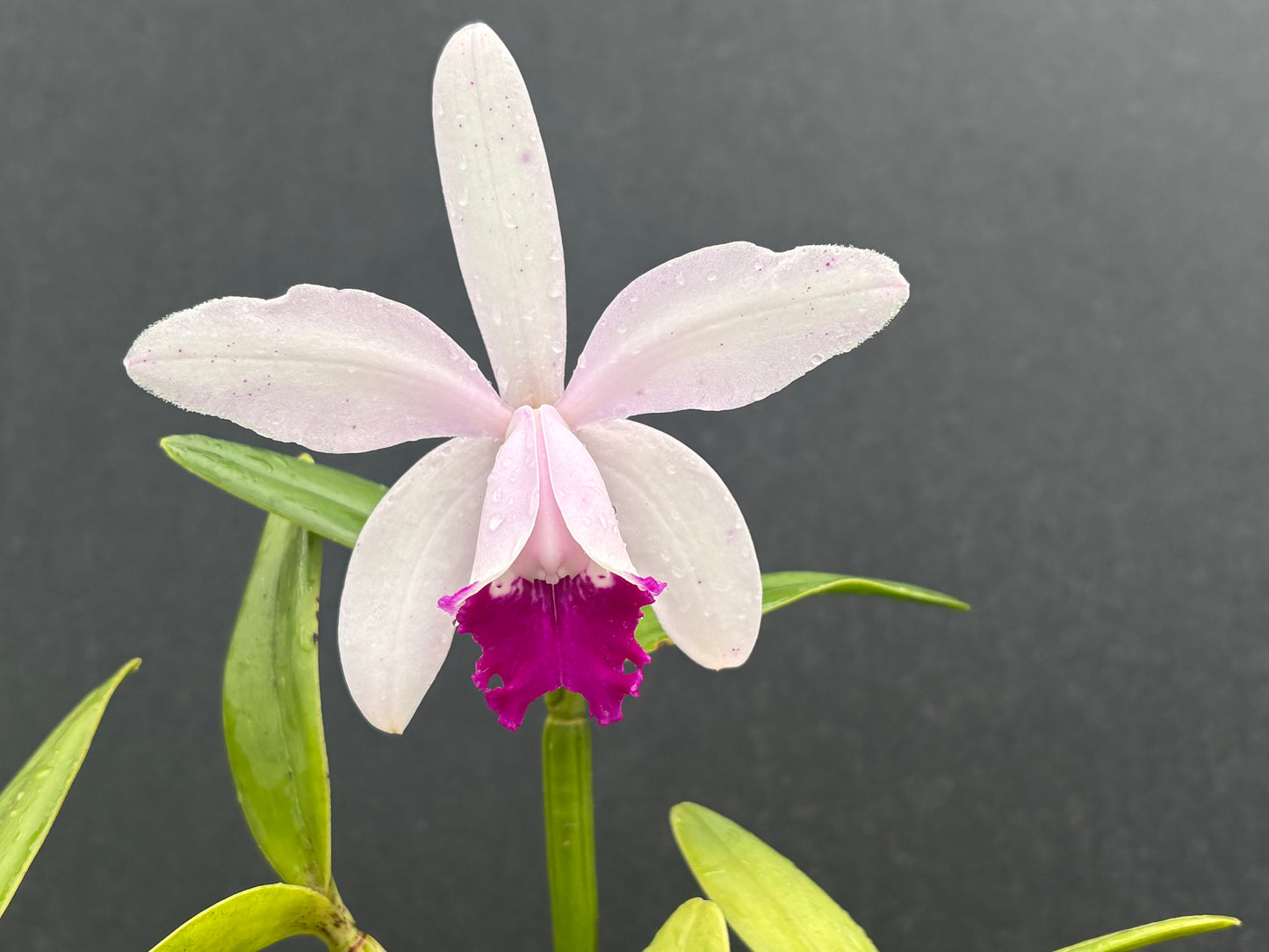 Cattleya intermedia ‘Zicada’ - blooming size division