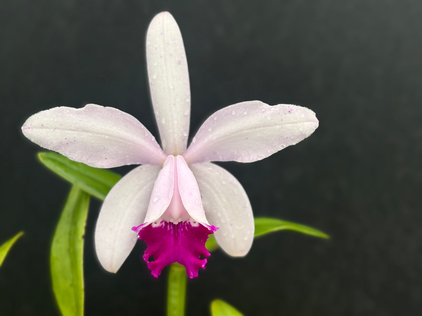 Cattleya intermedia ‘Zicada’ - blooming size division