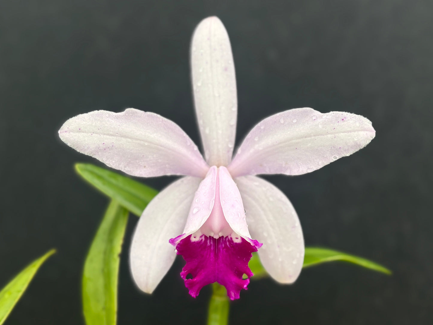 Cattleya intermedia ‘Zicada’ - blooming size division