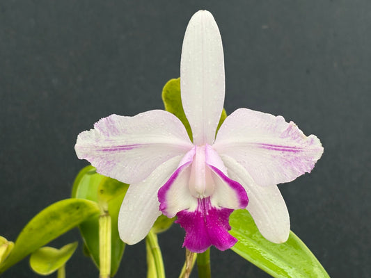 Cattleya intermedia flamea orlata ‘Olompau’ blooming size division