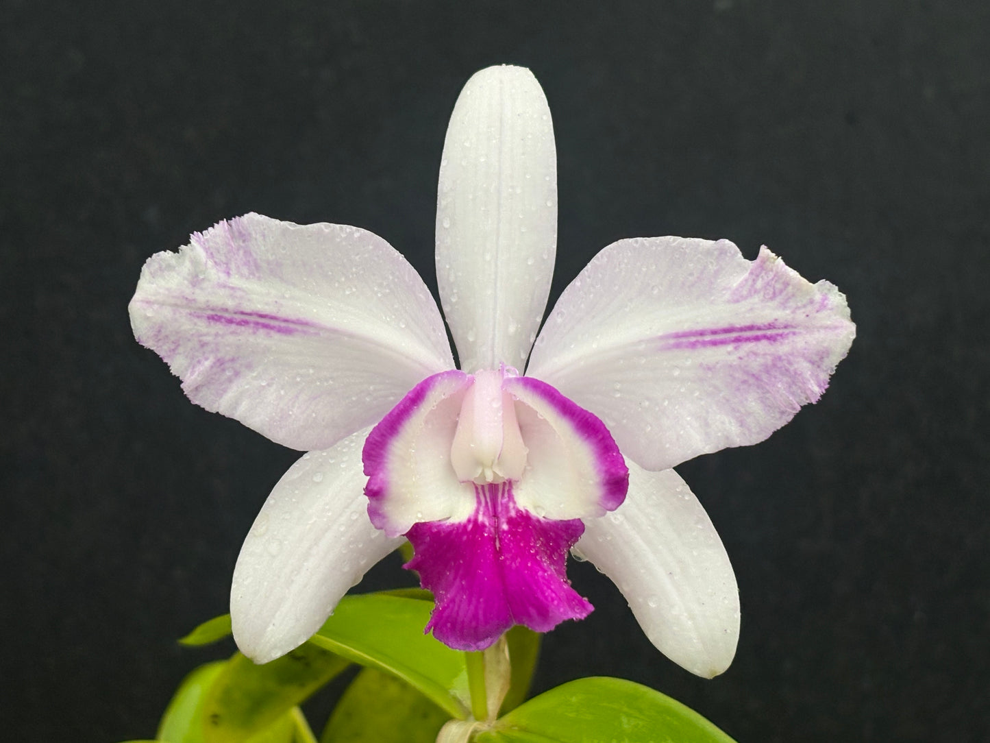 Cattleya intermedia flamea orlata ‘Olompau’ blooming size division