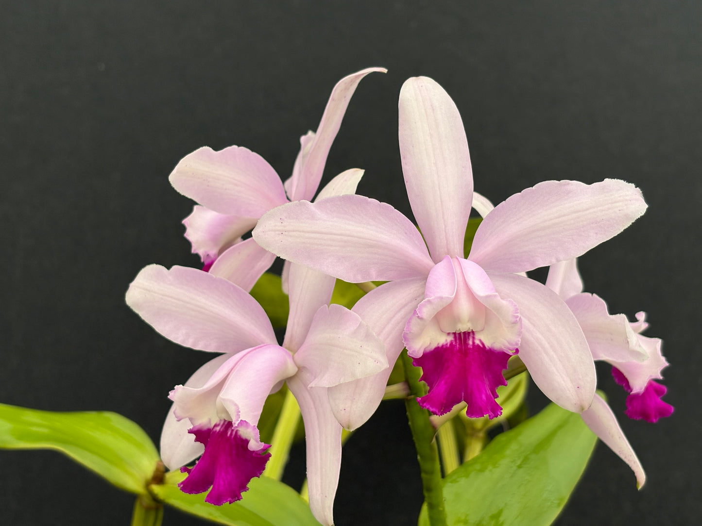 Cattleya intermedia ‘Corcova’ blooming size division