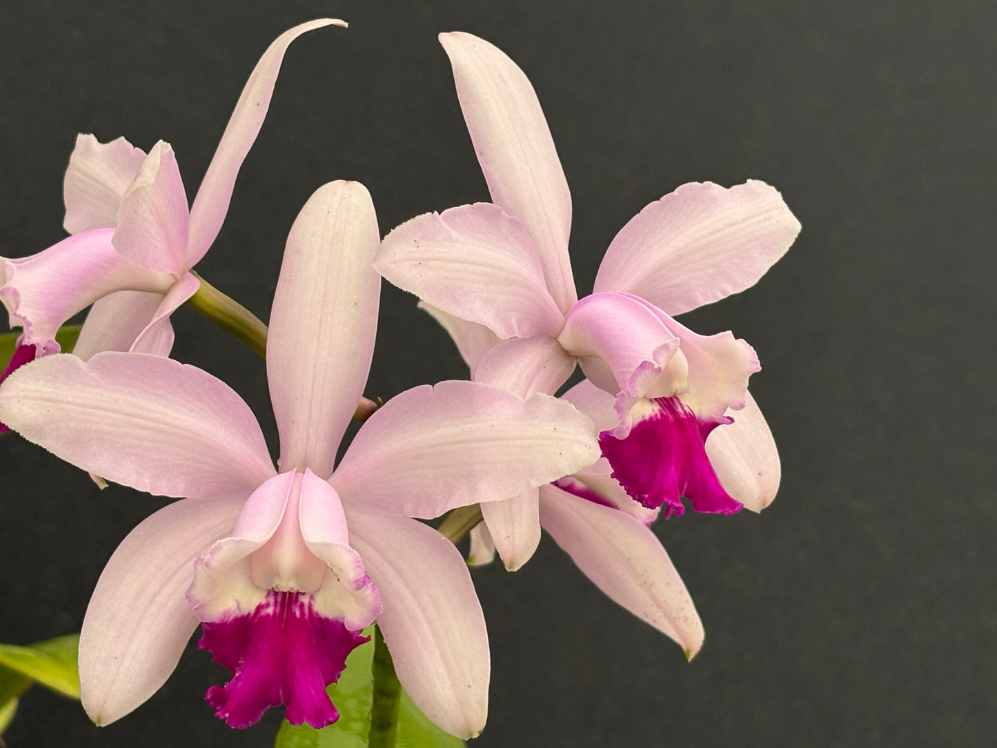 Cattleya intermedia ‘Corcova’ blooming size division