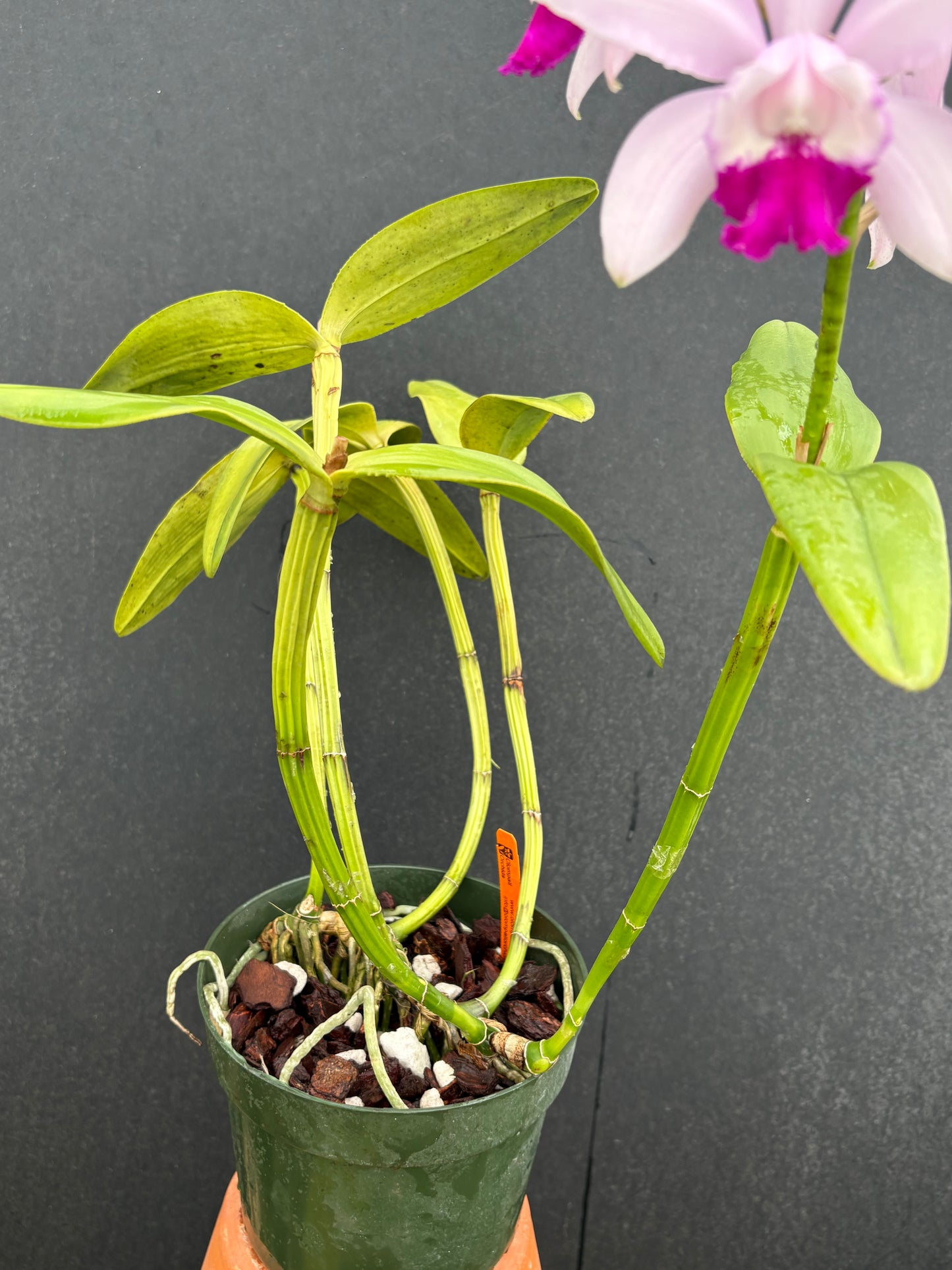 Cattleya intermedia ‘Corcova’ blooming size division