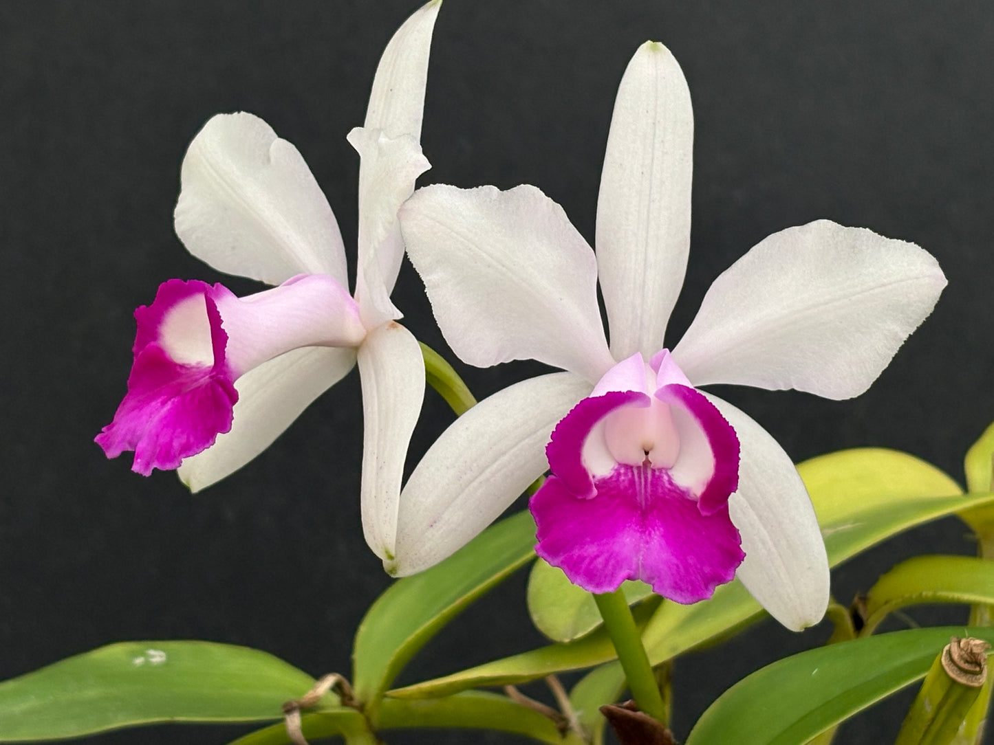 Cattleya intermedia orlata ‘Alto Brejo’ blooming size division