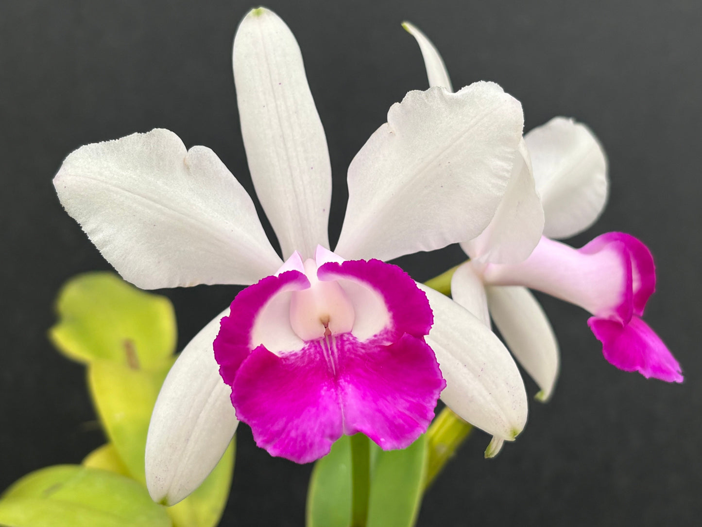 Cattleya intermedia orlata ‘Alto Brejo’ blooming size division