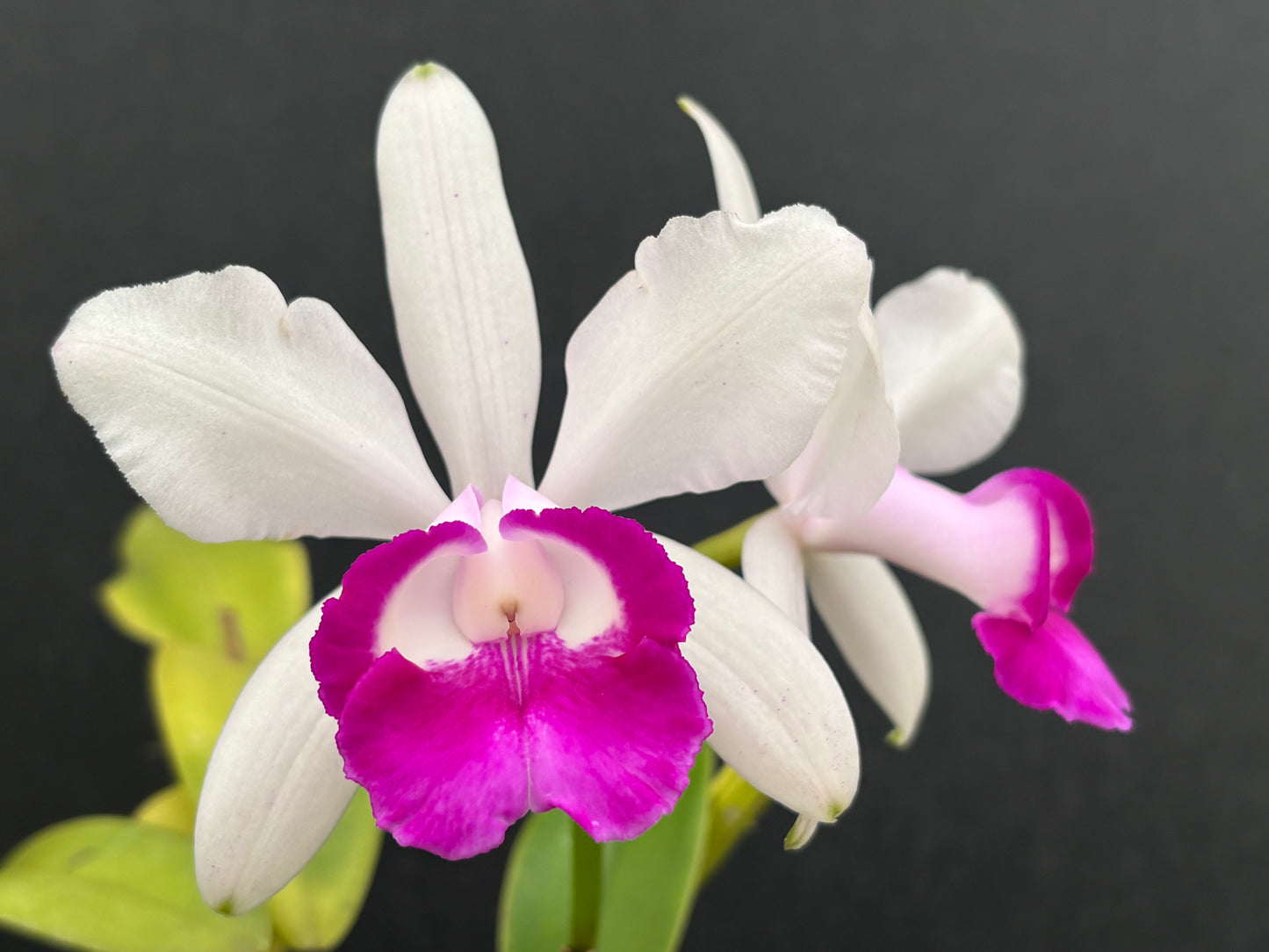 Cattleya intermedia orlata ‘Alto Brejo’ blooming size division