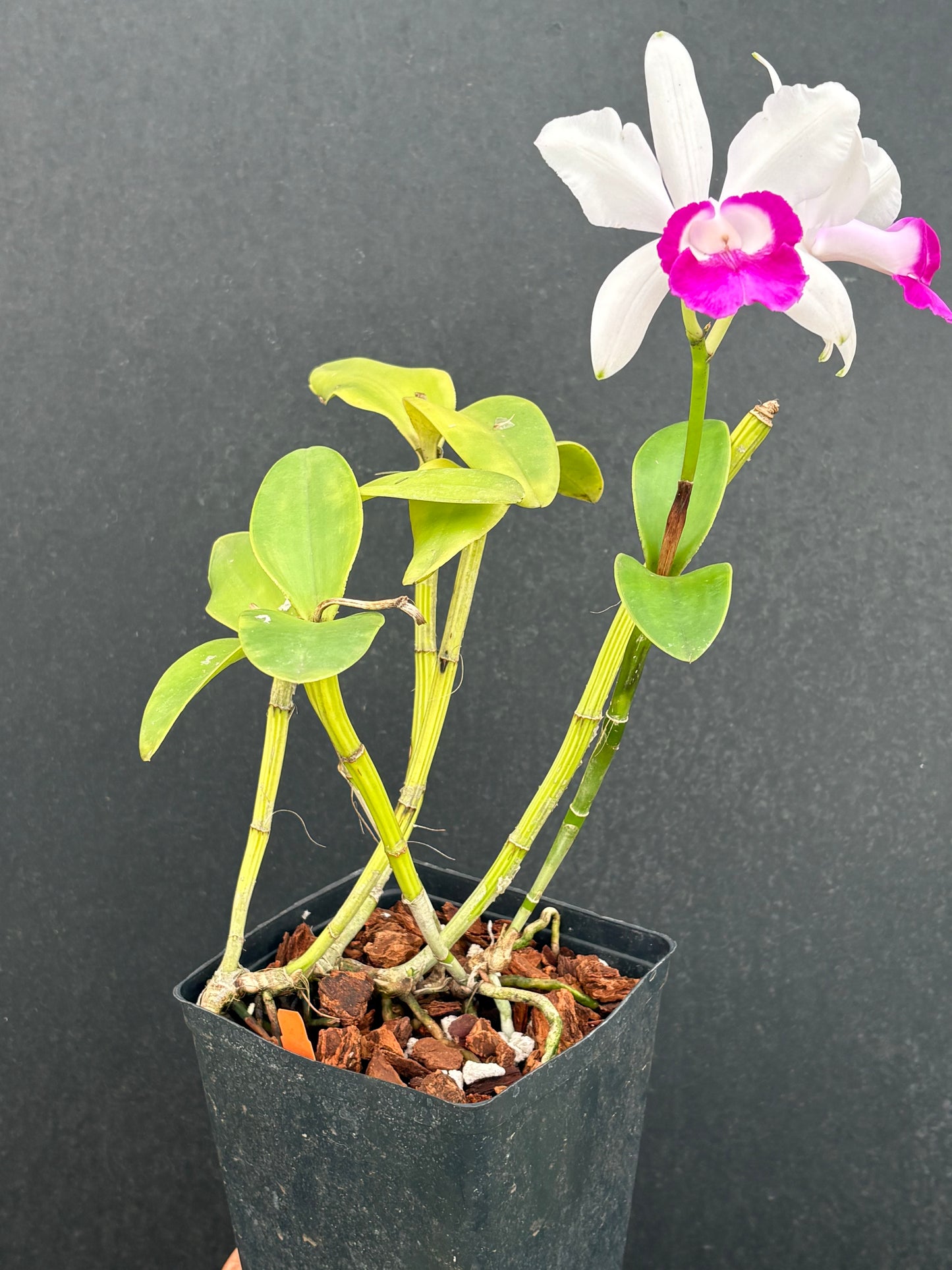 Cattleya intermedia orlata ‘Alto Brejo’ blooming size division