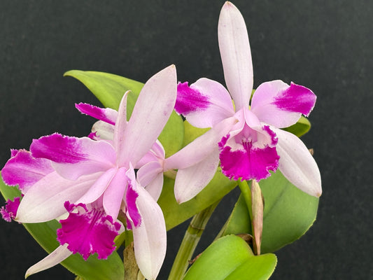 Cattleya intermedia flamea ‘Olompali’s Calvo’ blooming size division