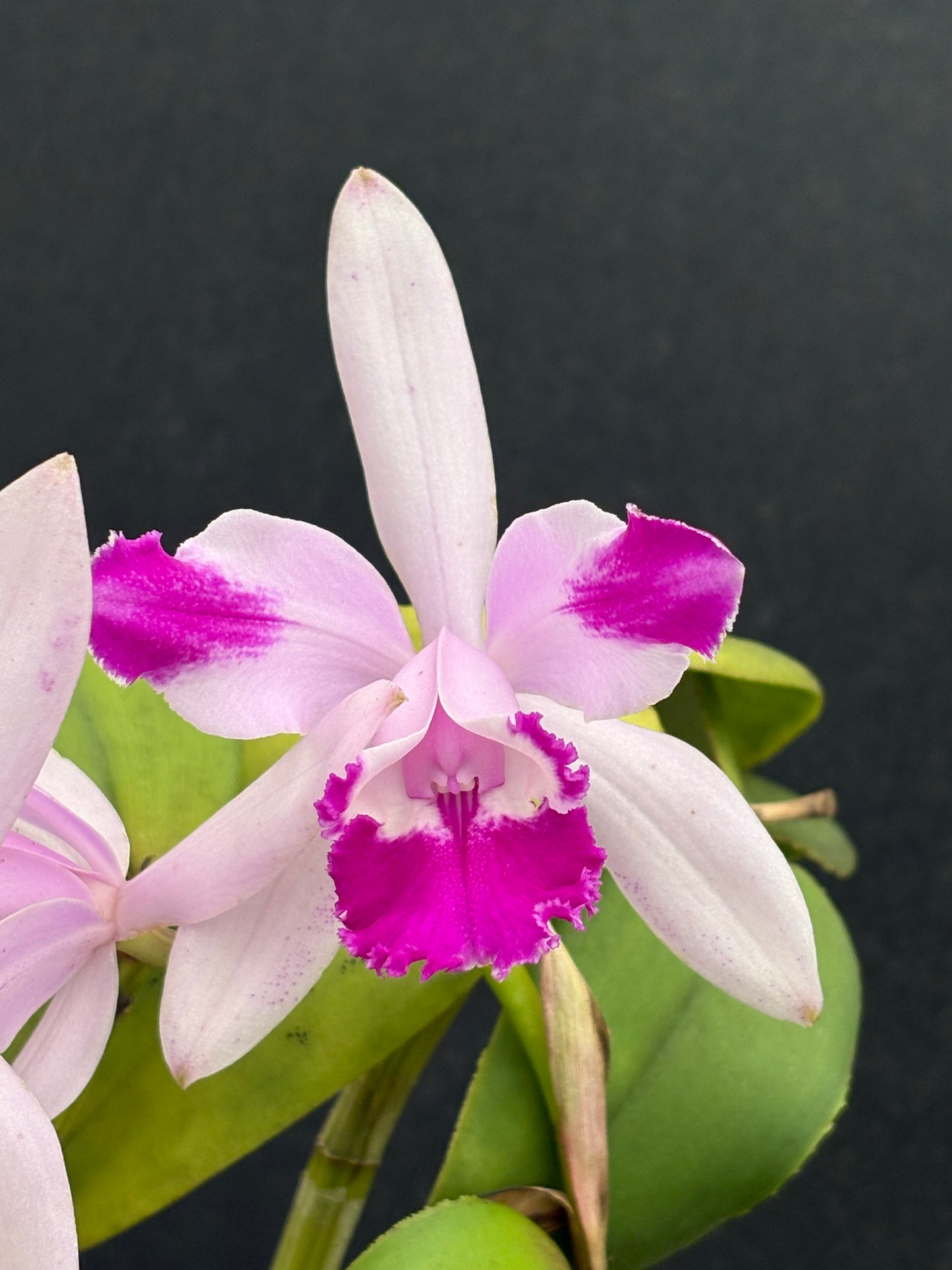 Cattleya intermedia flamea ‘Olompali’s Calvo’ blooming size division