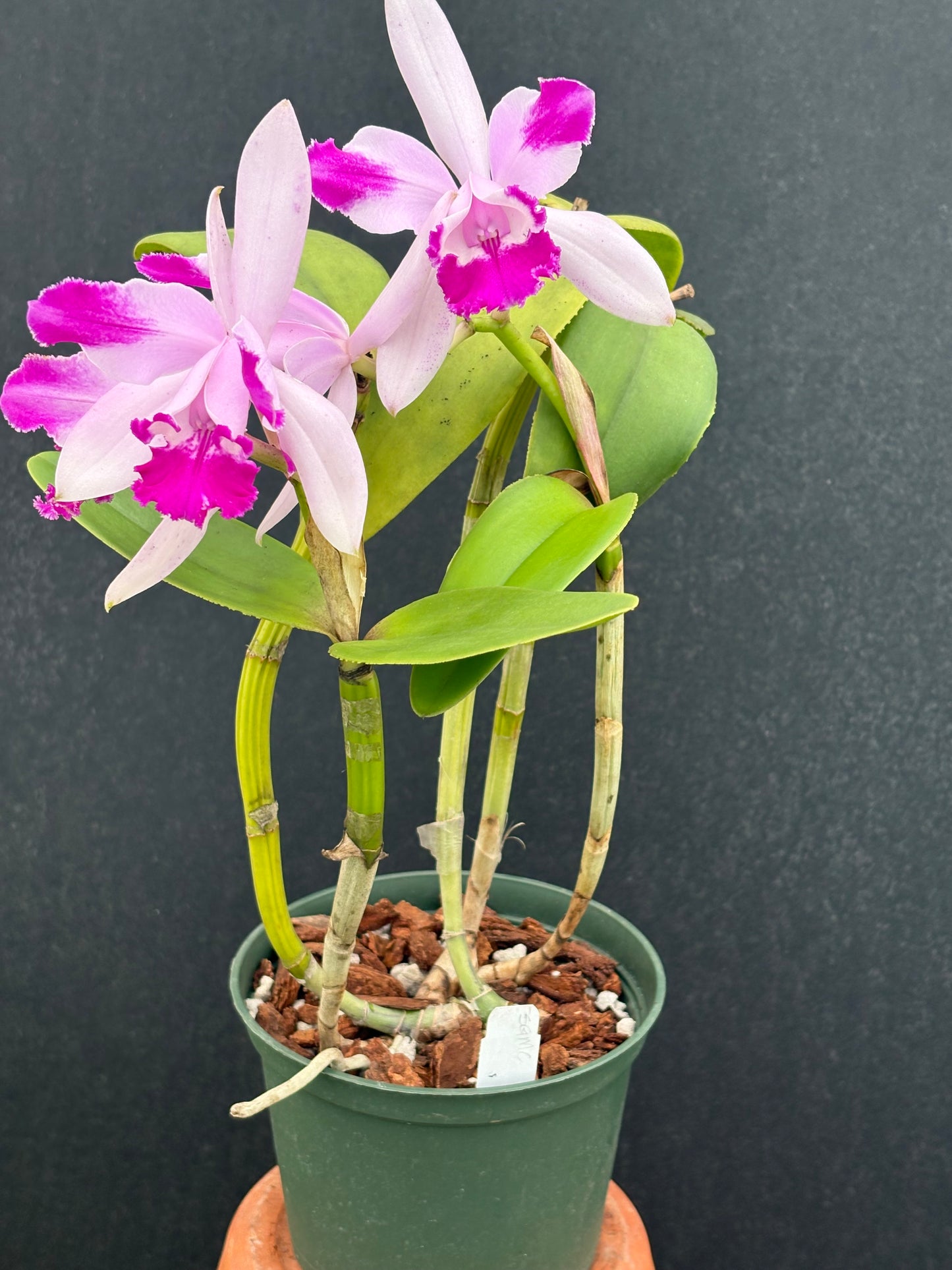 Cattleya intermedia flamea ‘Olompali’s Calvo’ blooming size division
