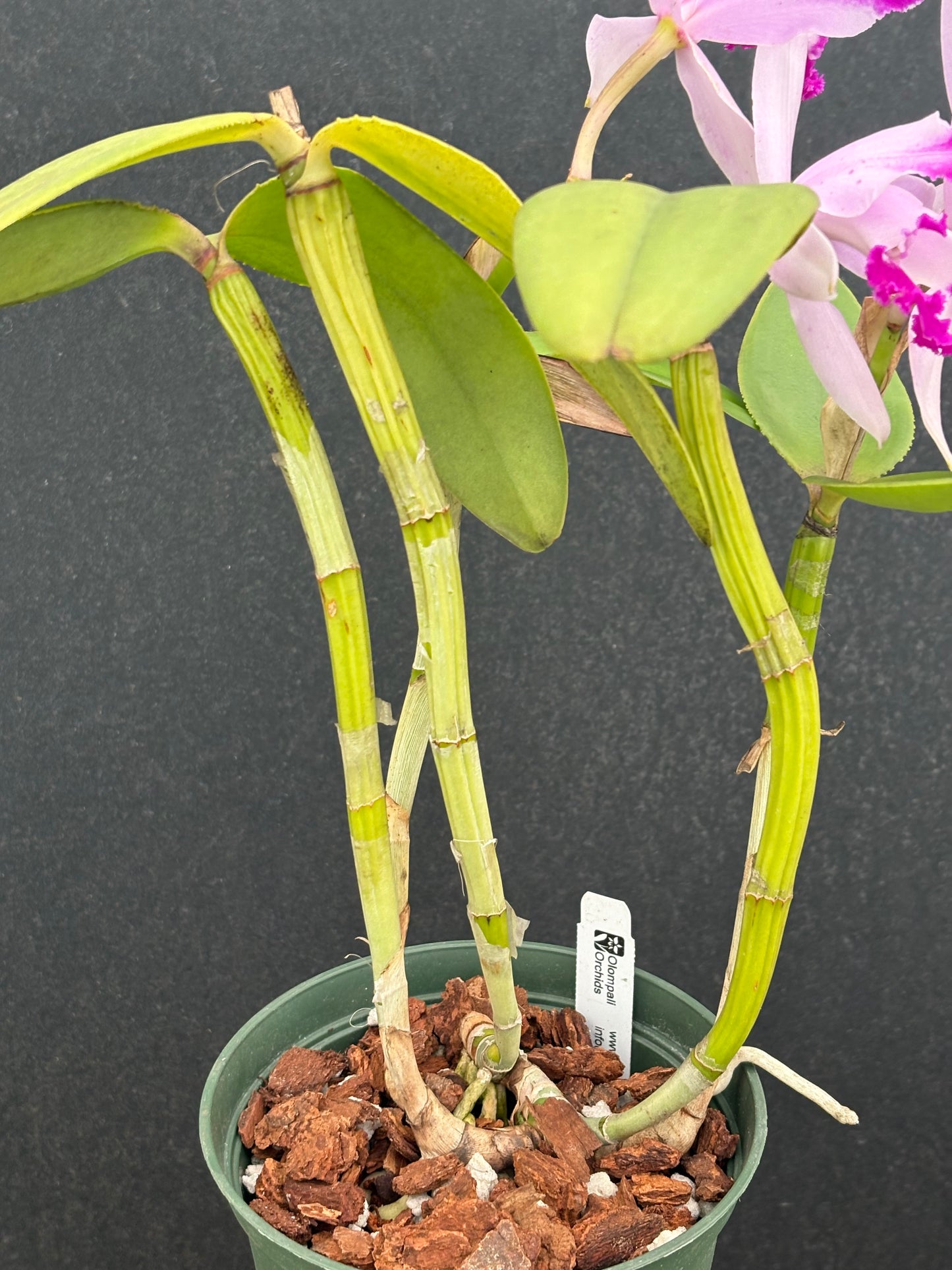 Cattleya intermedia flamea ‘Olompali’s Calvo’ blooming size division