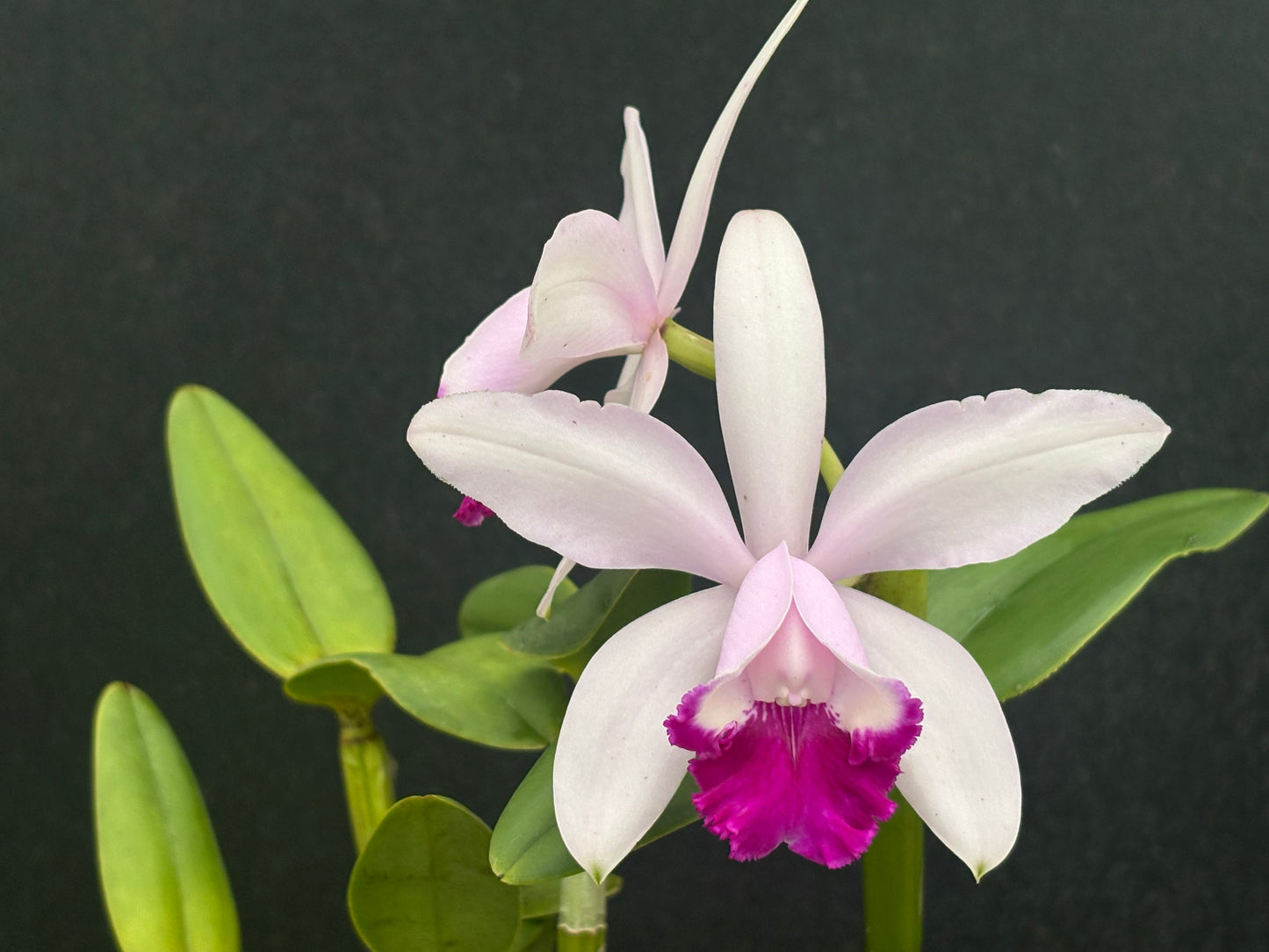 Cattleya intermedia ‘Escadaria’ - blooming size division