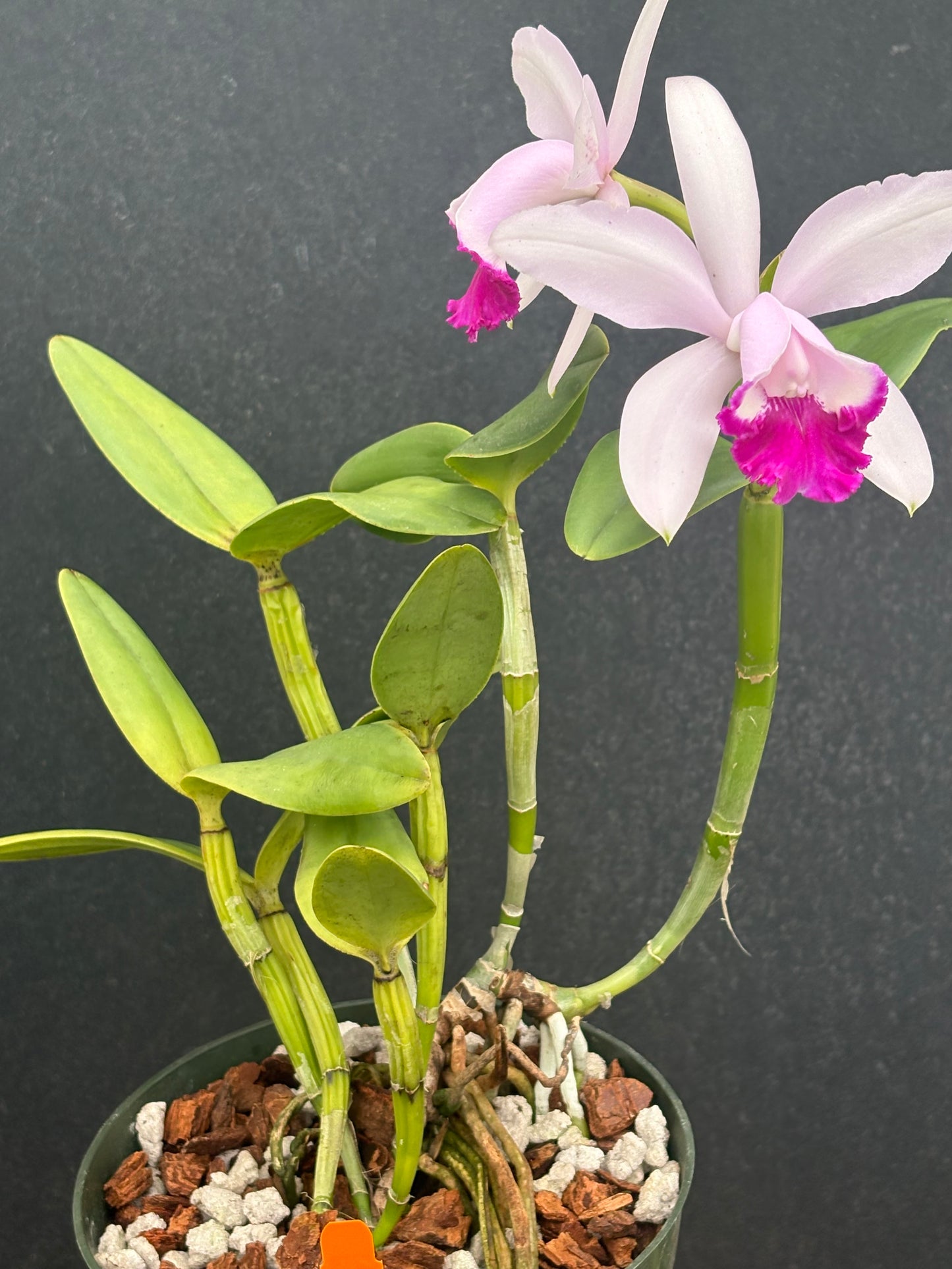 Cattleya intermedia ‘Escadaria’ - blooming size division