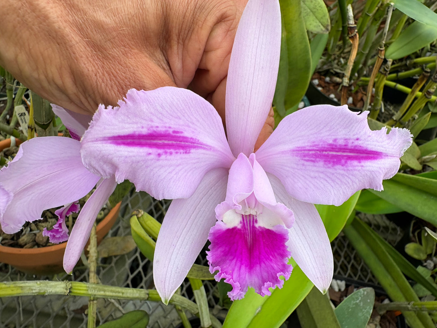 Cattleya intermedia flamea ‘Dicá’ - Blooming size division