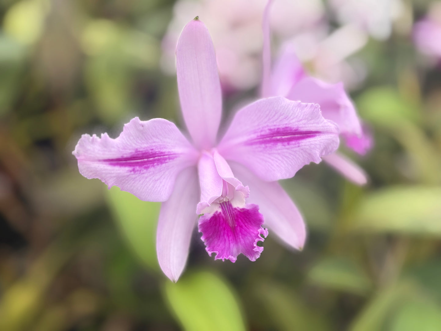 Cattleya intermedia flamea ‘Dicá’ - Blooming size division