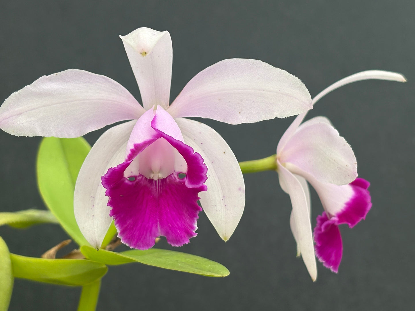 Cattleya intermedia orlata’Paineira Grande’ - blooming size division, two leads