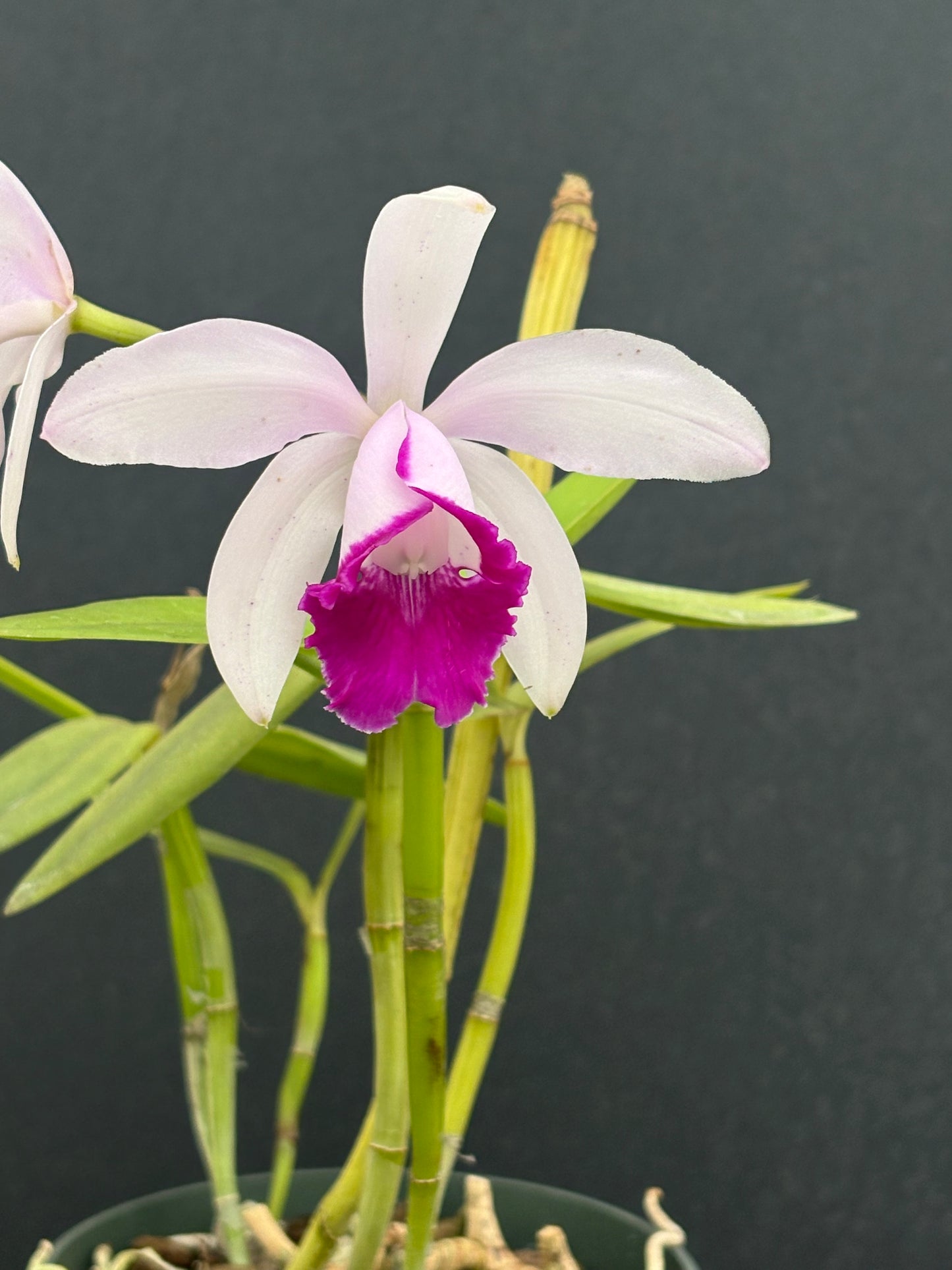 Cattleya intermedia orlata’Paineira Grande’ - blooming size division, two leads