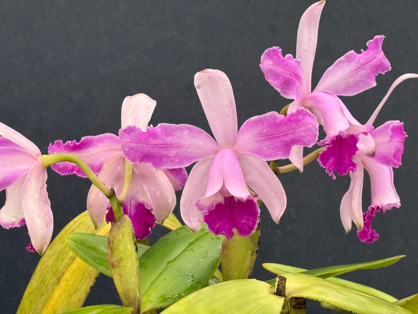 Cattleya intermedia flamea ‘Olompali Kip’ - two lead division