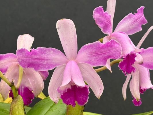 Cattleya intermedia flamea ‘Olompali Kip’ - two lead division