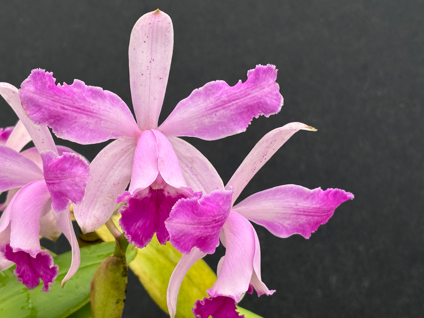 Cattleya intermedia flamea ‘Olompali Kip’ - two lead division