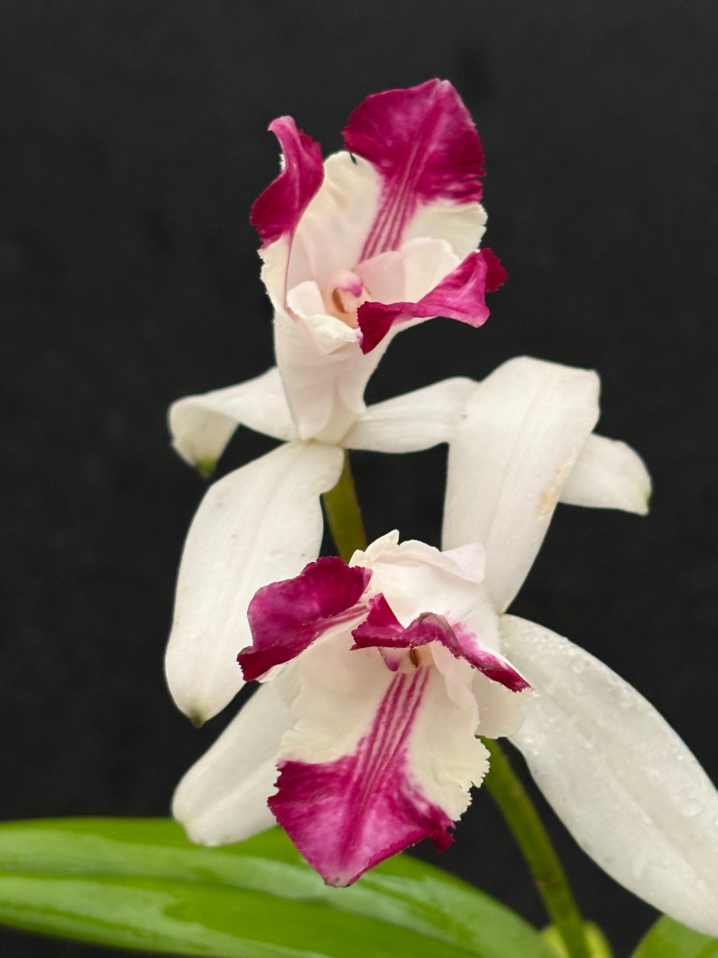 Cattleya intermedia Aquinii vinicolor ‘Pacaembu’ - BLOOMING size division