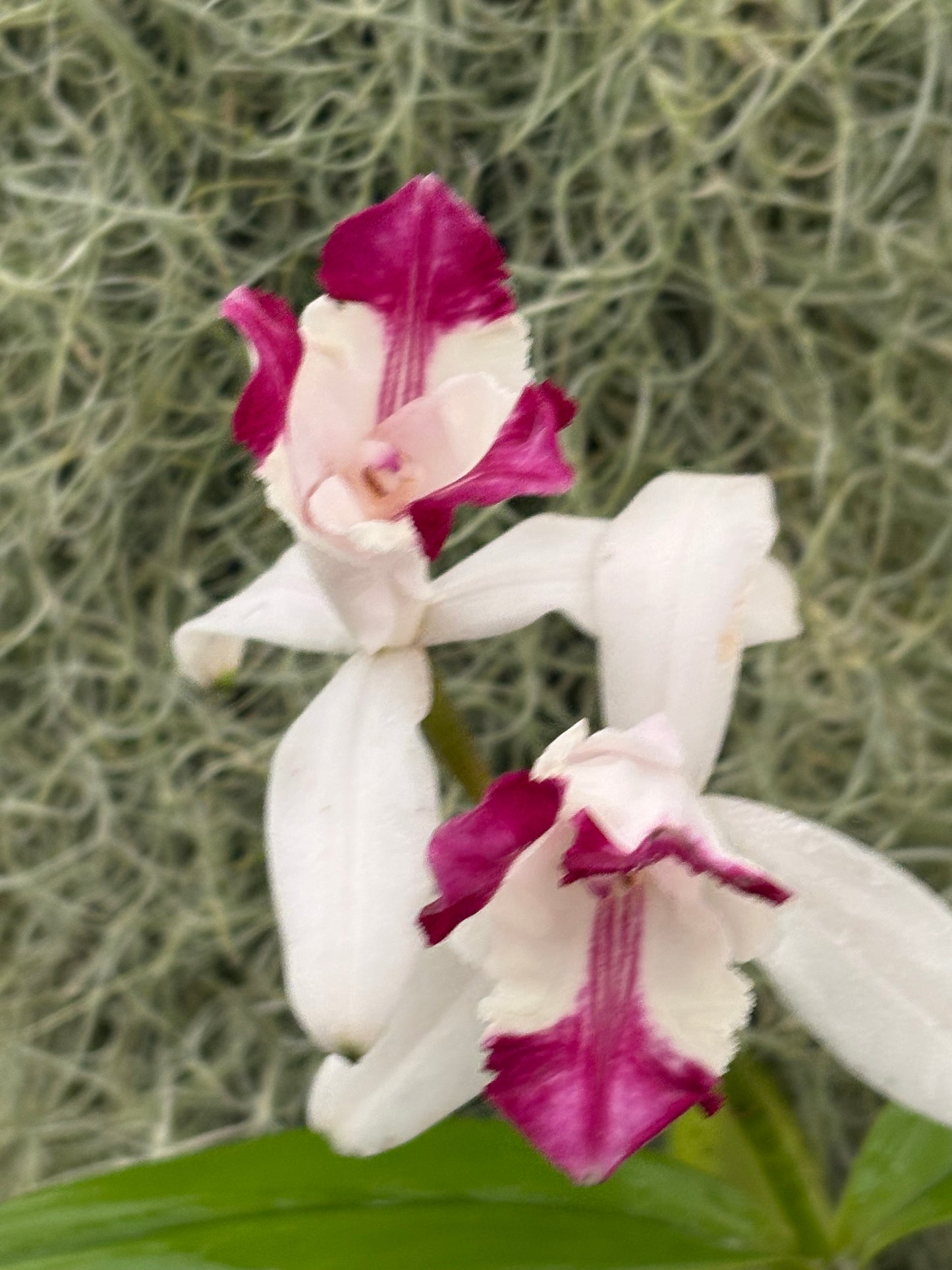 Cattleya intermedia Aquinii vinicolor ‘Pacaembu’ - BLOOMING size division