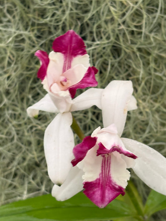Cattleya intermedia Aquinii vinicolor ‘Pacaembu’ - BLOOMING size division