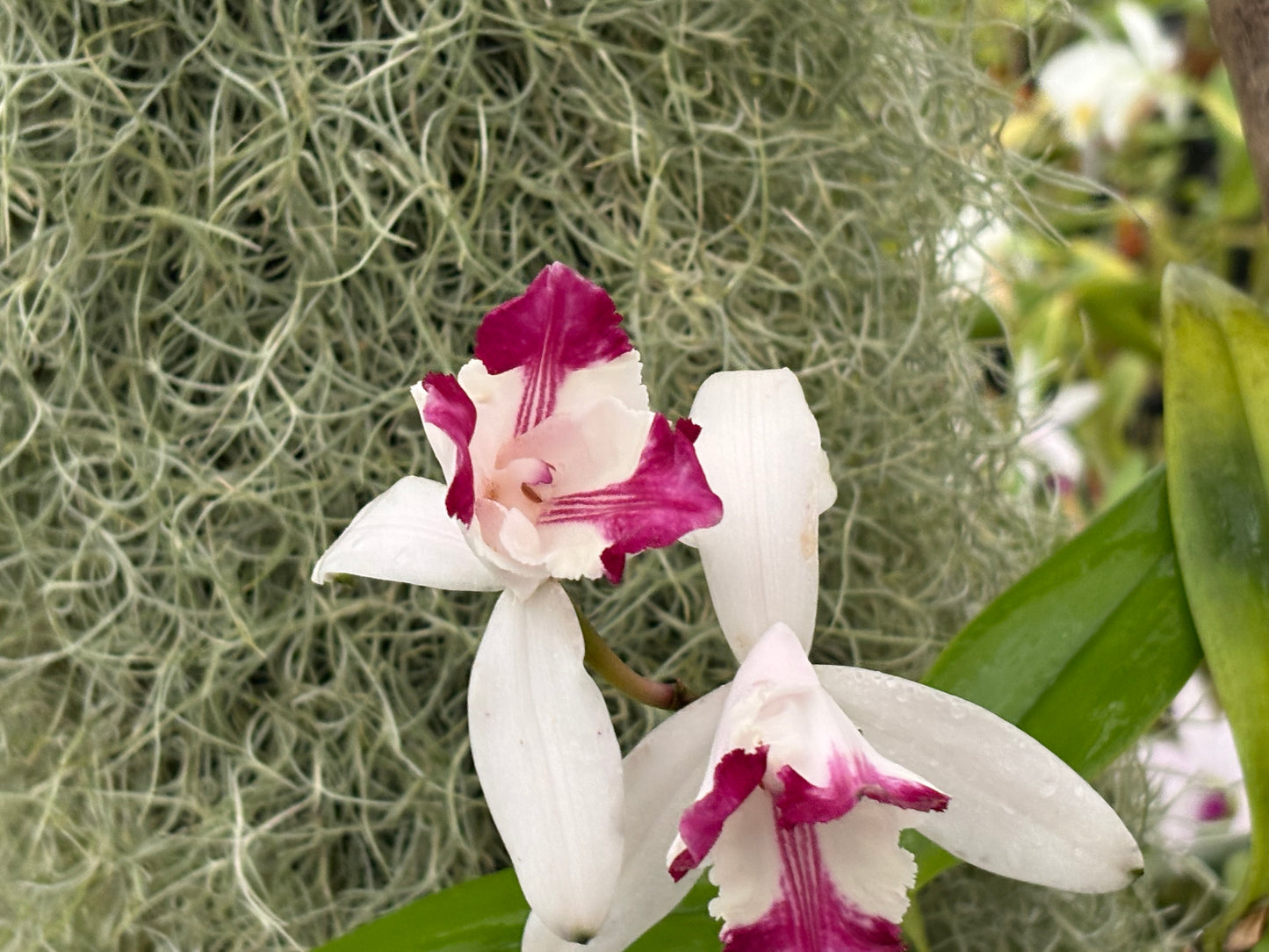 Cattleya intermedia Aquinii vinicolor ‘Pacaembu’ - BLOOMING size division
