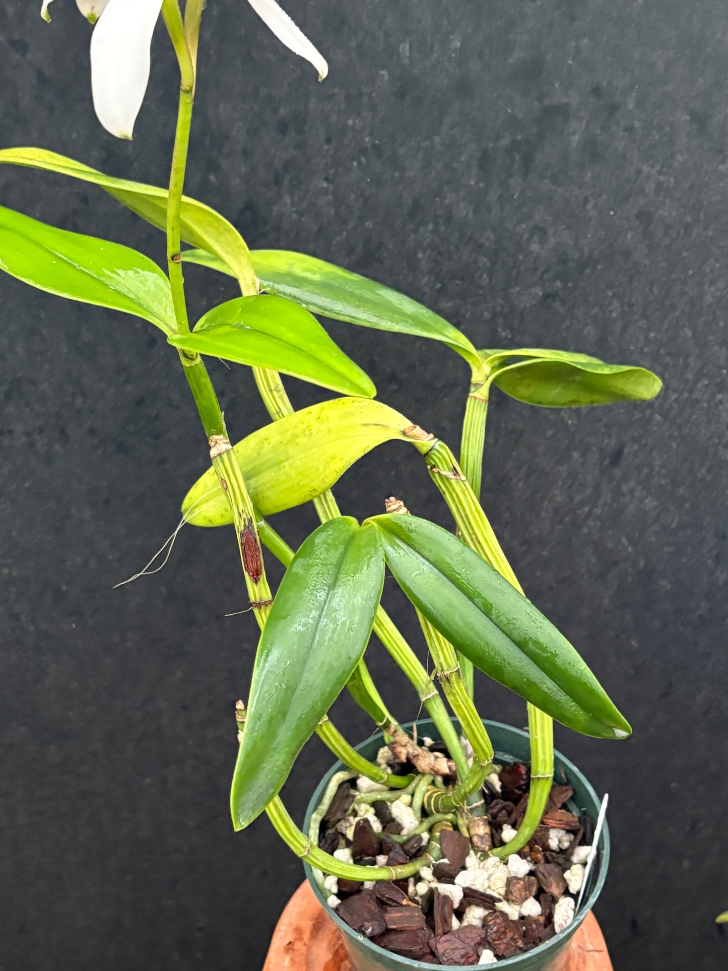 Cattleya intermedia Aquinii vinicolor ‘Pacaembu’ - BLOOMING size division