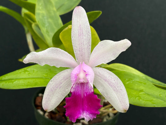 Cattleya intermedia punctata ‘Corcel’ - BLOOMING SIZE DIVISION
