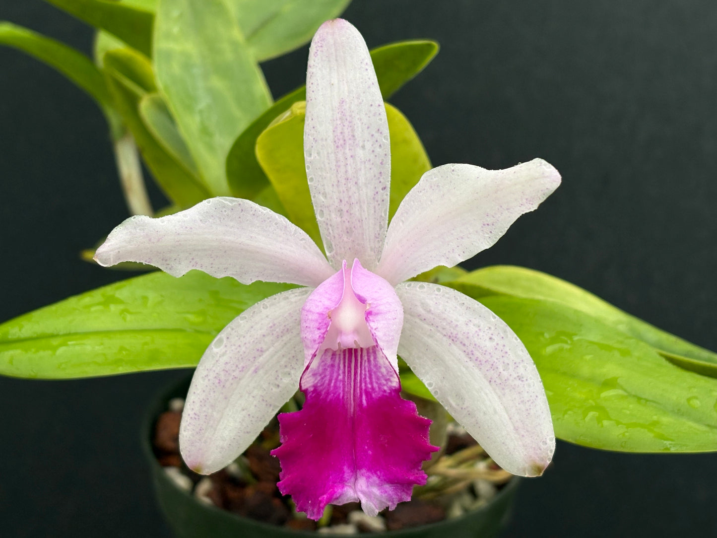 Cattleya intermedia punctata ‘Corcel’ - BLOOMING SIZE DIVISION