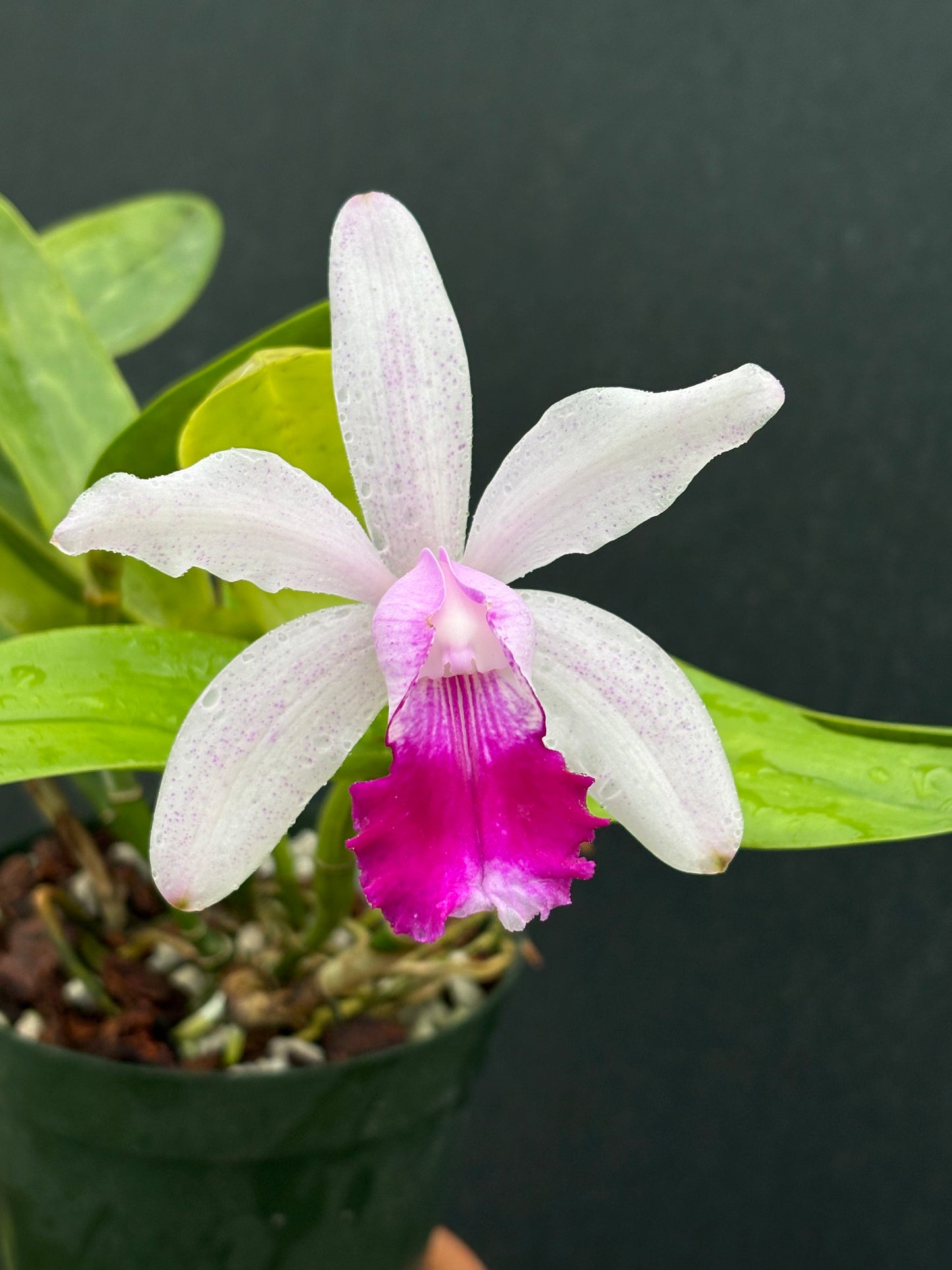 Cattleya intermedia punctata ‘Corcel’ - BLOOMING SIZE DIVISION