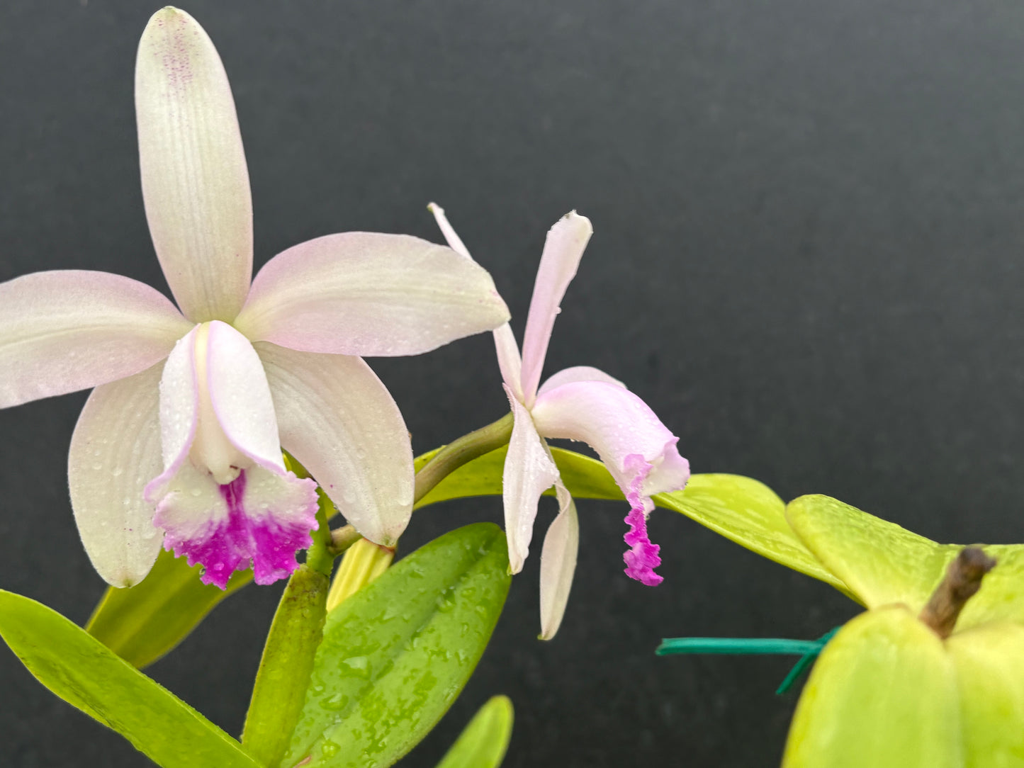 Cattleya intermedia multiforme ‘Olompali’s Fred’ - Blooming size division