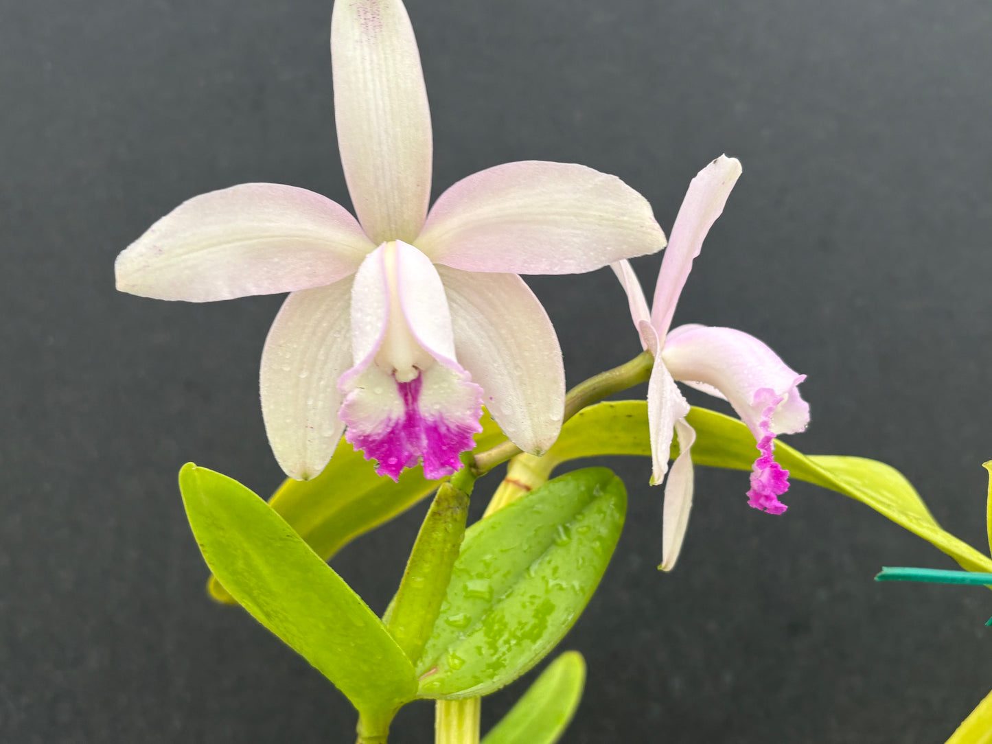 Cattleya intermedia multiforme ‘Olompali’s Fred’ - Blooming size division