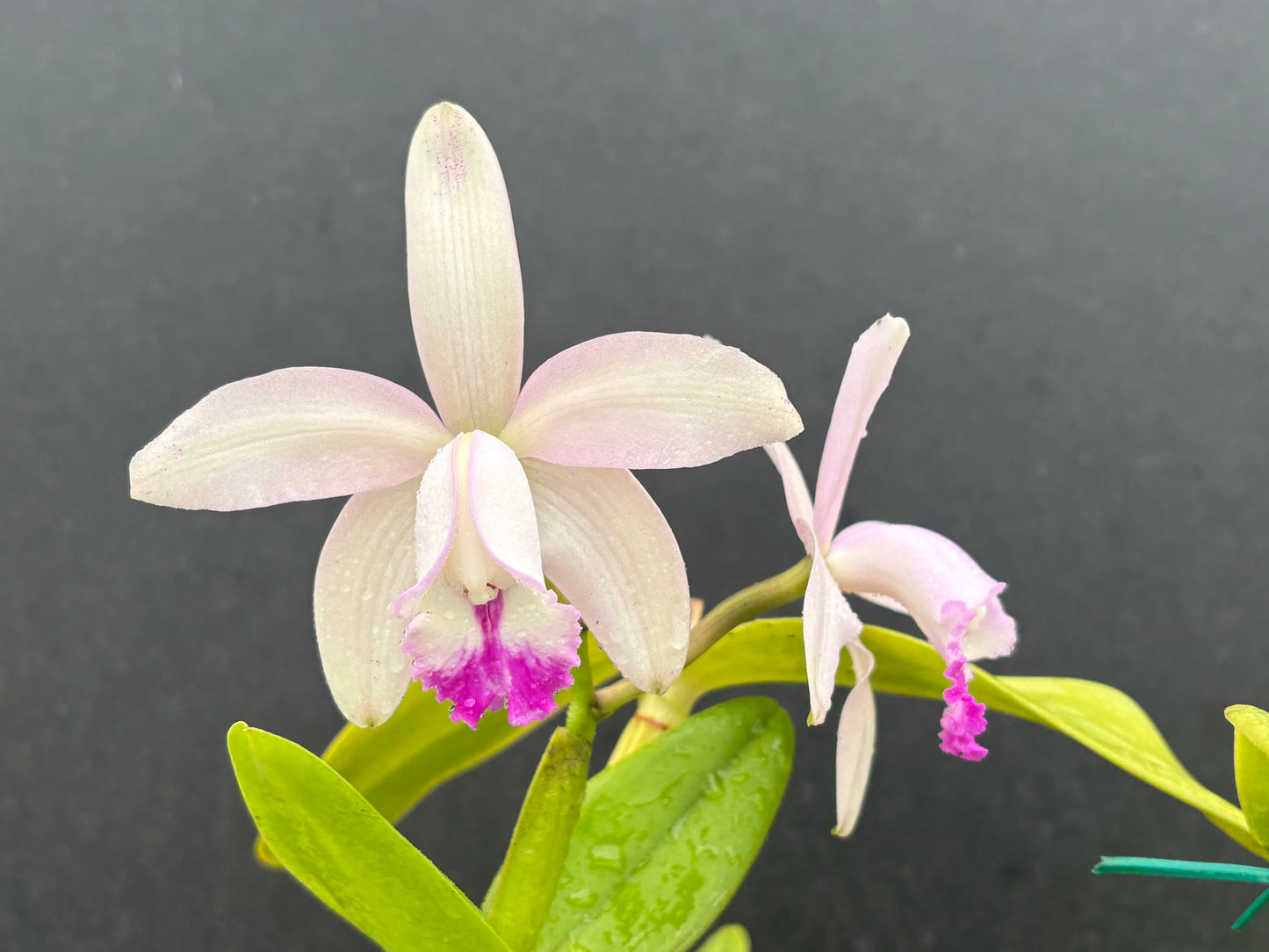 Cattleya intermedia multiforme ‘Olompali’s Fred’ - Blooming size division