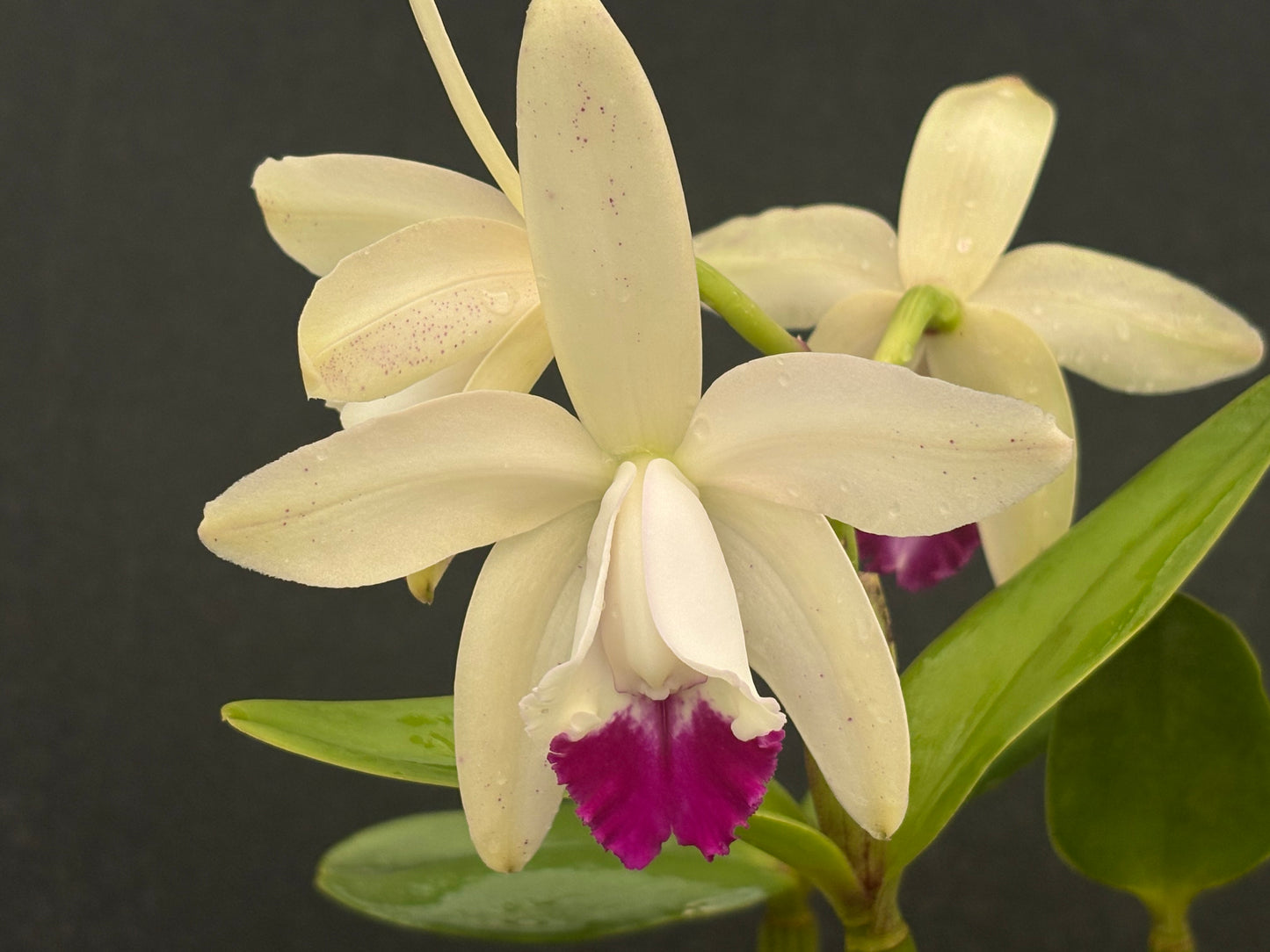 Cattleya intermedia ’Pinto’ blooming division