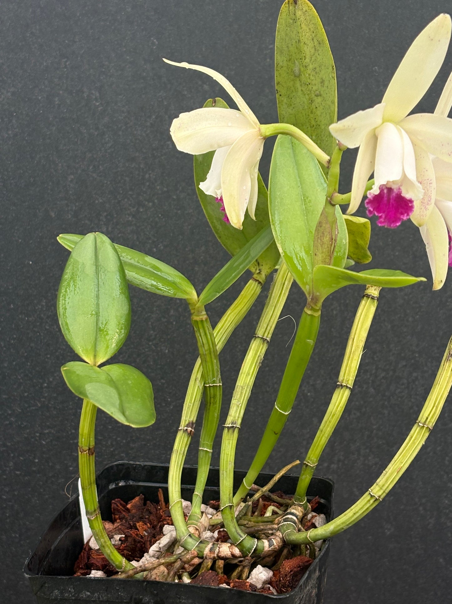 Cattleya intermedia ’Pinto’ blooming division