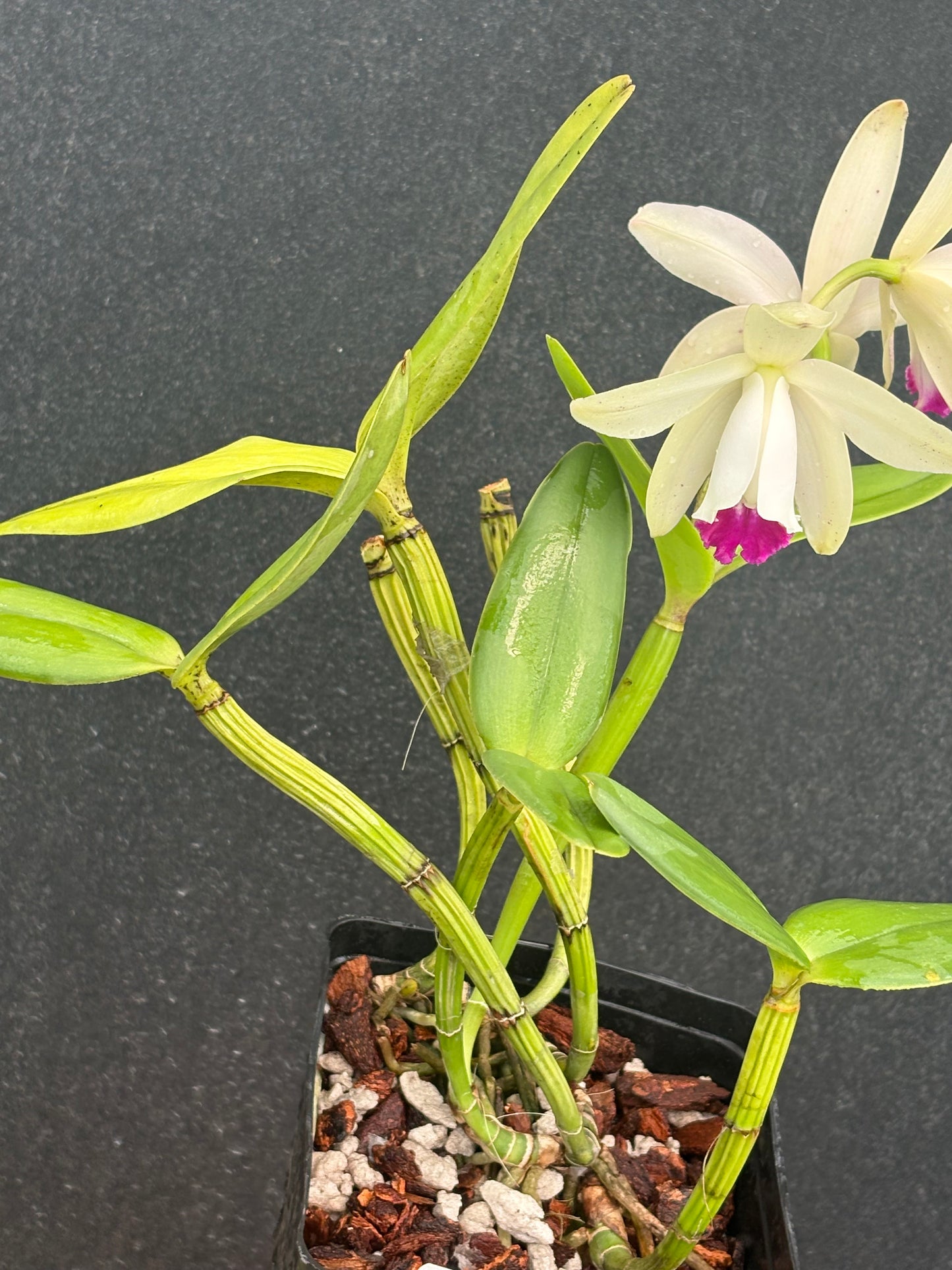 Cattleya intermedia ’Pinto’ blooming division