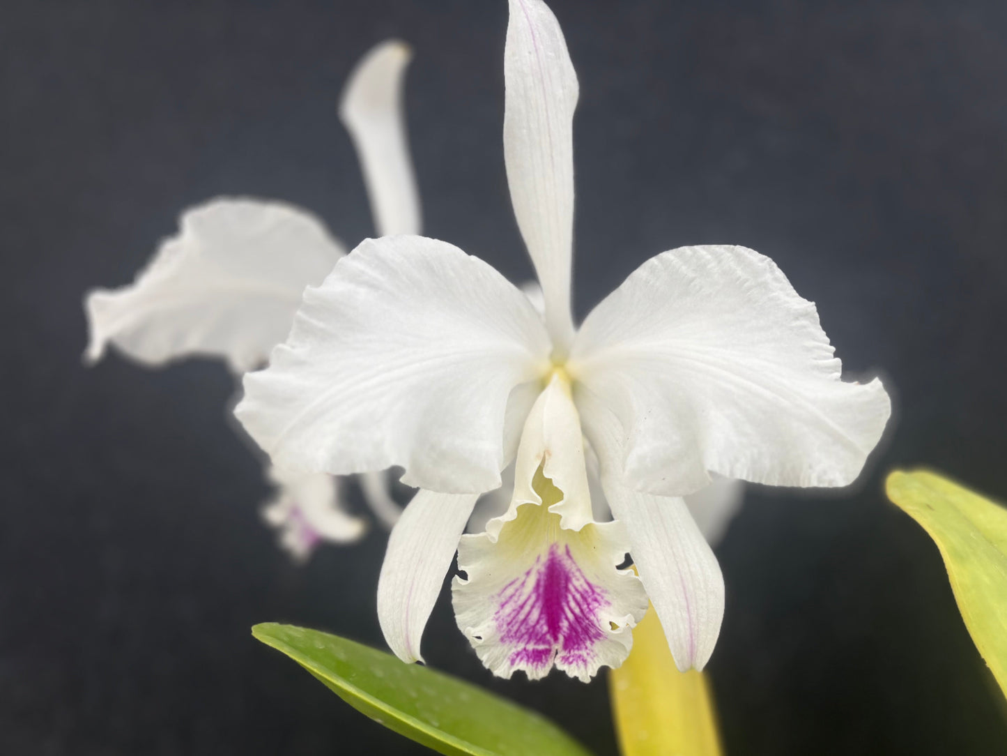 Cattleya warnerii ‘Olompali’s Isaura’ - established blooming size division